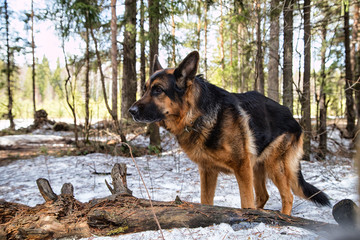 Dog German Shepherd in the forest in an early spring