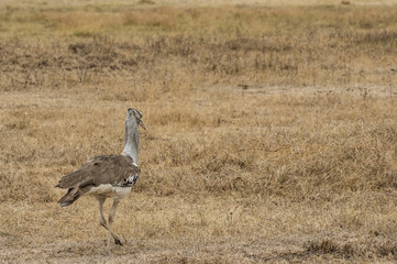 Obraz na płótnie Canvas Single Kori bustard, (Ardeotis kori), walking to right, with ruffled neck feathers, in dry savannah, in background. Tarangire National Park, Tanzania, Africa