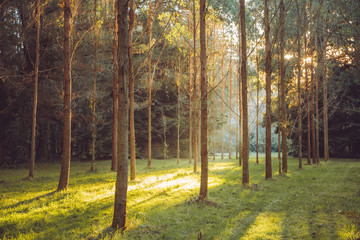 Sunlight streaking through trees