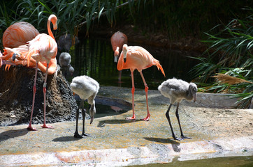 Group of American Flamingo With Chickens