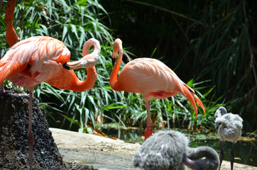 Group of American Flamingo With Chickens