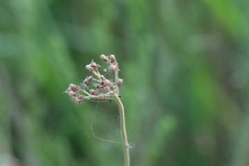 grass