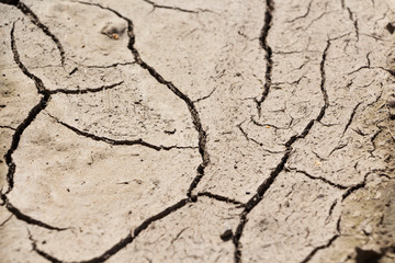On the scorched earth a lot of cracks from the intense heat.