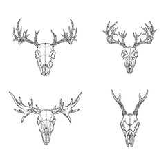 Vector set of hand drawn skulls of horned animals: deer, stag and moose on white background. Sketch illustration.  © nadezhdash