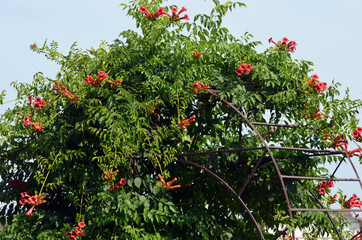 Campsis Tecoma radicans flower also known as trumpet vine trumpet creeper cow itch or hummingbird...