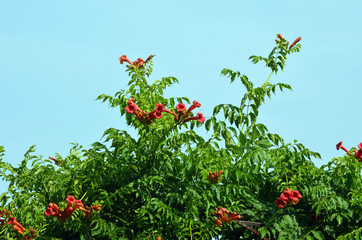 Campsis Tecoma radicans flower also known as trumpet vine trumpet creeper cow itch or hummingbird...