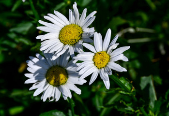 Obraz premium Daisy flower