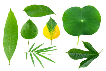 Tropical different leaves isolated on white background with clipping path.