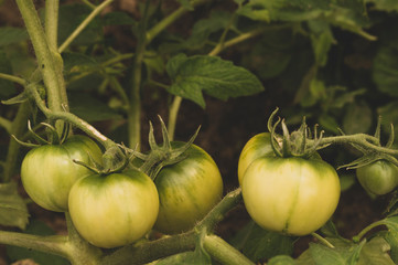 green tomatoes on a branch in the farmer's garden, organic products. Toning and slight vignetting
