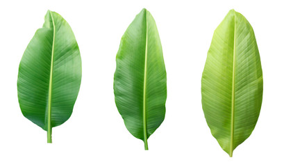Fototapeta premium Fresh banana leaves isolated on white background with clipping path.