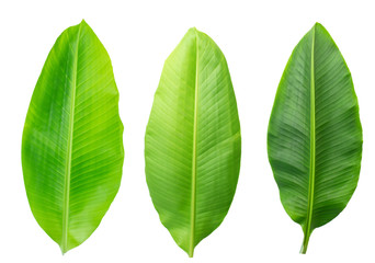 Fresh banana leaves isolated on white background with clipping path.