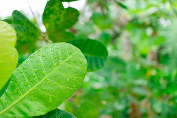 Spray foliage green natural background.