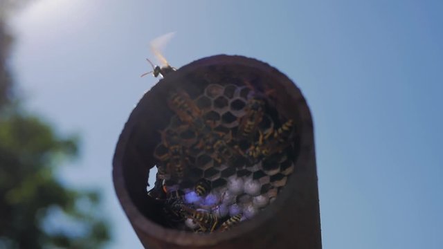 the hornet's nest, the hive in the old pipe