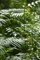 Fougeres feuilles bois foret environnement vert