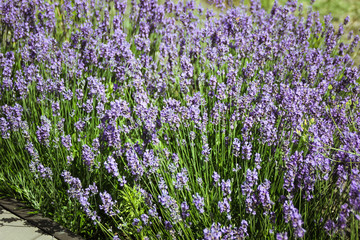 amazing views of the vineyards and mountains of Crimea and flowering lavender. beautiful landscape of mountains and grapes and lavender