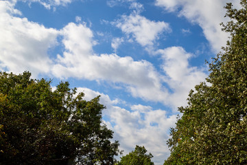 Obraz premium Beautiful sky with white clouds and top of trees. Background