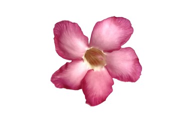 Fototapeta na wymiar Pink azalea flowers isolated