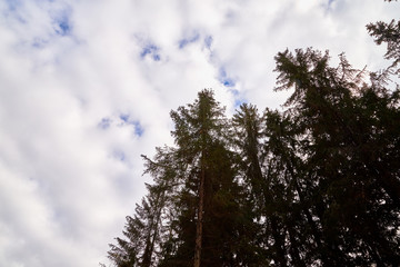 Fototapeta premium Beautiful sky with white clouds and top of trees. Background