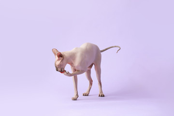 Funny Sphynx cat on color background