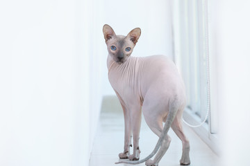 Funny Sphynx cat on window sill at home