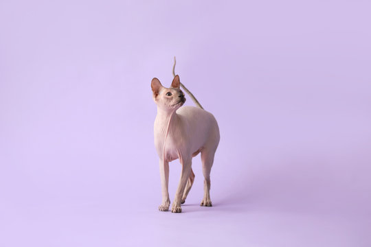 Funny Sphynx Cat On Color Background