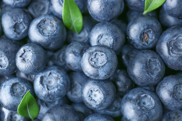 Many ripe blueberry as background