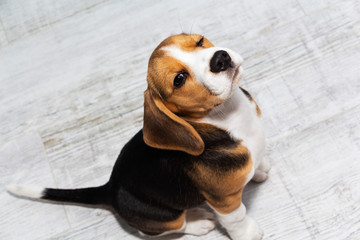 Closeup portrait photo of adorable Beagle puppy on light background