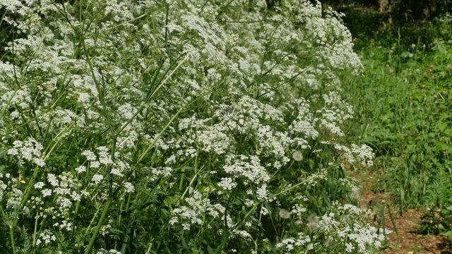 wind swaying blooming hemlock plants, poisonous plant