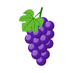 Purple grapes isolated on white background. Bunch of purple grapes with stem and leaf. Cartoon style. Vector illustration for any design. - 275406526