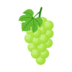 Green grapes isolated on white background. Bunch of green grapes with stem and leaf. Cartoon style. Vector illustration for any design. - 275406550