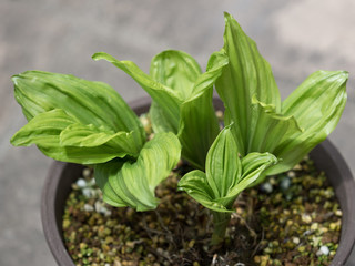 Obraz premium 鉢植えのエビネ