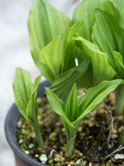鉢植えのエビネ