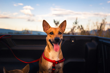 Thai Dog in Pickup Truck Wait to Travel Around