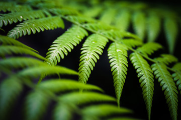 Closeup Fern Leaves