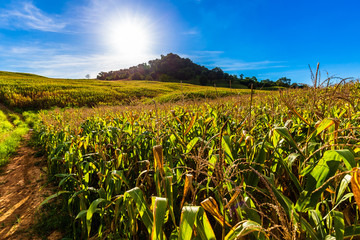 Corn Field on the Hill