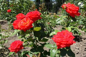 Red flowers of rose bush in the garden