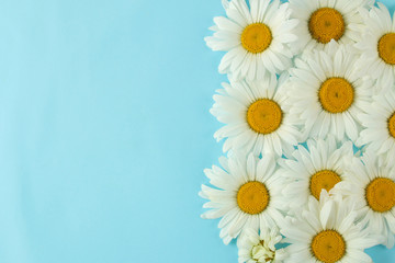 Large white daisy flowers on a gentle light blue background. Frame of flowers. top view. space for text