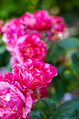rot weise Rosen im Garten 