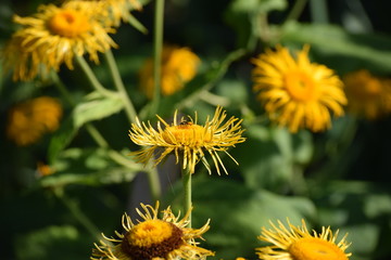 Elecampane