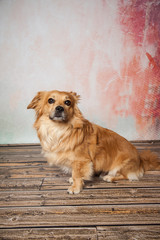 Hund sitzt
