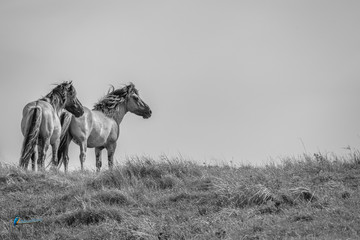 Horses in the pasture © Marcel