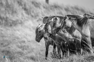 Horses in the pasture © Marcel