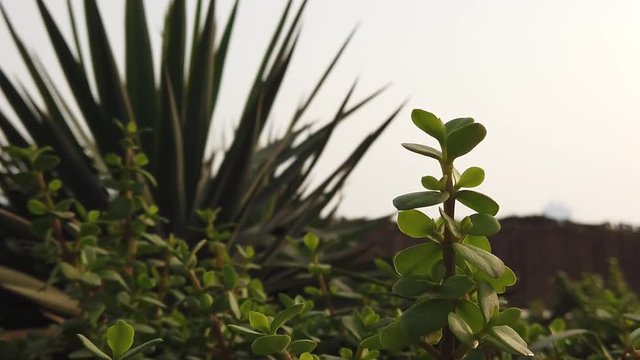 MOVING PLANT DUE TO AIR