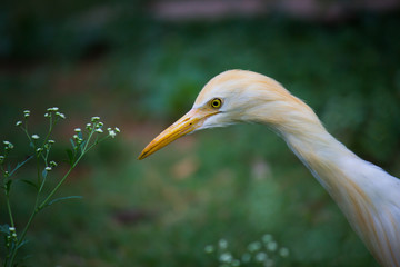  A Portrait of Pigeon on the grass in its natural habitat in a soft green blurry background