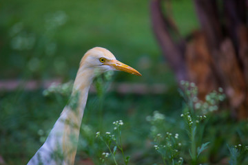  A Portrait of Pigeon on the grass in its natural habitat in a soft green blurry background