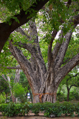 Portrait of a Banyan Tree on a Natural Bright day