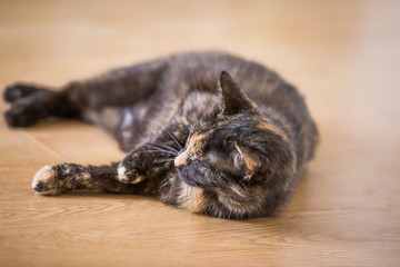  tortoiseshell cat playing on the floor