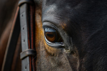 Eye of a beautiful horse on dark background close up