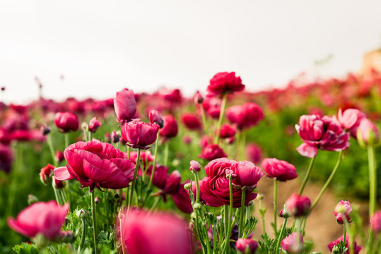 Ranunculus And Peonies Flower Fields In Carlsbad California 