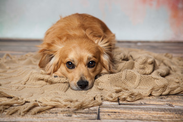 treuer Hundeblick